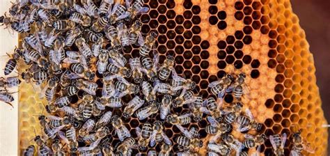 arı kaç günde tarlacı olur